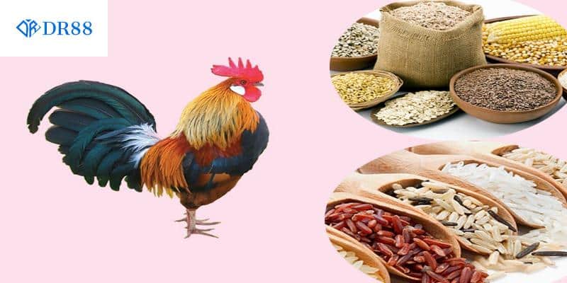 Cách nuôi gà đá chân mạnh hiệu quả khi bổ sung đầy đủ dinh dưỡng