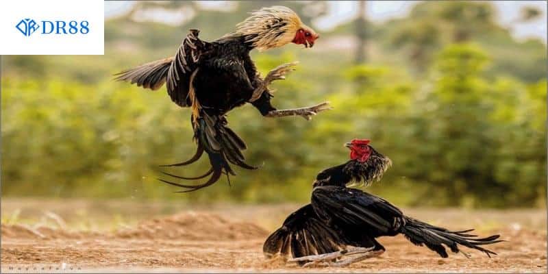 Áp dụng cách nuôi gà đá chân mạnh giúp chiến kê đá khỏe, phản ứng linh hoạt