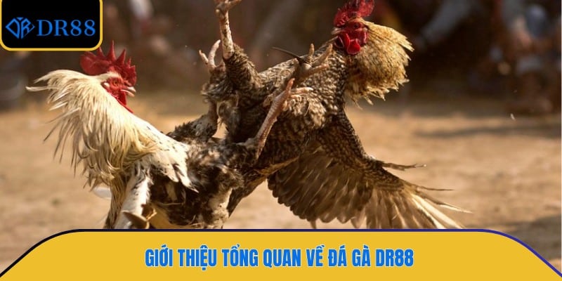 Giới thiệu tổng quan về đá gà DR88